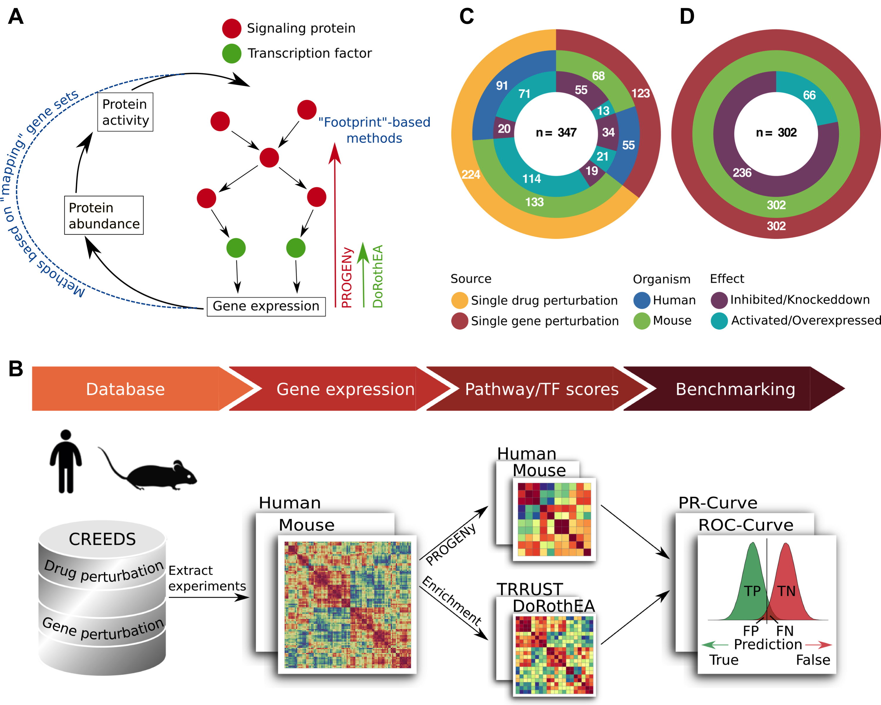 Benchmark overview. (A) Visualization of the classical ‘mapping’ framework, where transcript level is mapped to protein level and thus to protein activity in contrast to the footprint based methods PROGENy and DoRothEA. (B) Benchmark pipeline starting with the extraction of mouse and human single gene and single drug perturbation experiments from the CREEDs database. Pathway and TF activities are computed for each experiment separately based on their differential expression signature. For the PROGENy benchmark I compared human-PROGENy vs mouse-PROGENy. For DoRothEA benchmark I compared mouse-DoRothEA vs dedicated mouse regulons from TRRUST. I evaluate the performance of both approaches using ROC and PR-metrics. (CD) Overview of benchmark datasets for PROGENy (C) and DoRothEA (D), including the perturbation type, organism, and perturbation effect. Numbers indicate the amount of experiments in each group.