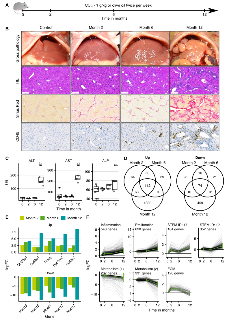 Gene expression changes in the CCl~4~ mouse model of CLD. A. Experimental design. Six mice were analyzed in each treatment group. B. Histological analyses with hematoxylin and eosin (HE) staining, visualization of fibrosis by Sirius red, and infiltration of immune cells by CD45; scale bars: 200 µm (HE; Sirius red) and 100 µm (CD45). C. Clinical chemistry of alanine transaminase (ALT), aspartate transaminase (AST) and alkaline phosphatase (ALP) activities in plasma. D. Overlaps of up- and downregulated genes. E. Genes in the overlap of the three exposure periods with the highest fold changes. F. Time-resolved clustering of deregulated genes with the dominant GO terms or the default profile names (STEM ID), if no significantly overrepresented GO term was obtained. The panels B and C were provided by Ahmed Ghallab.