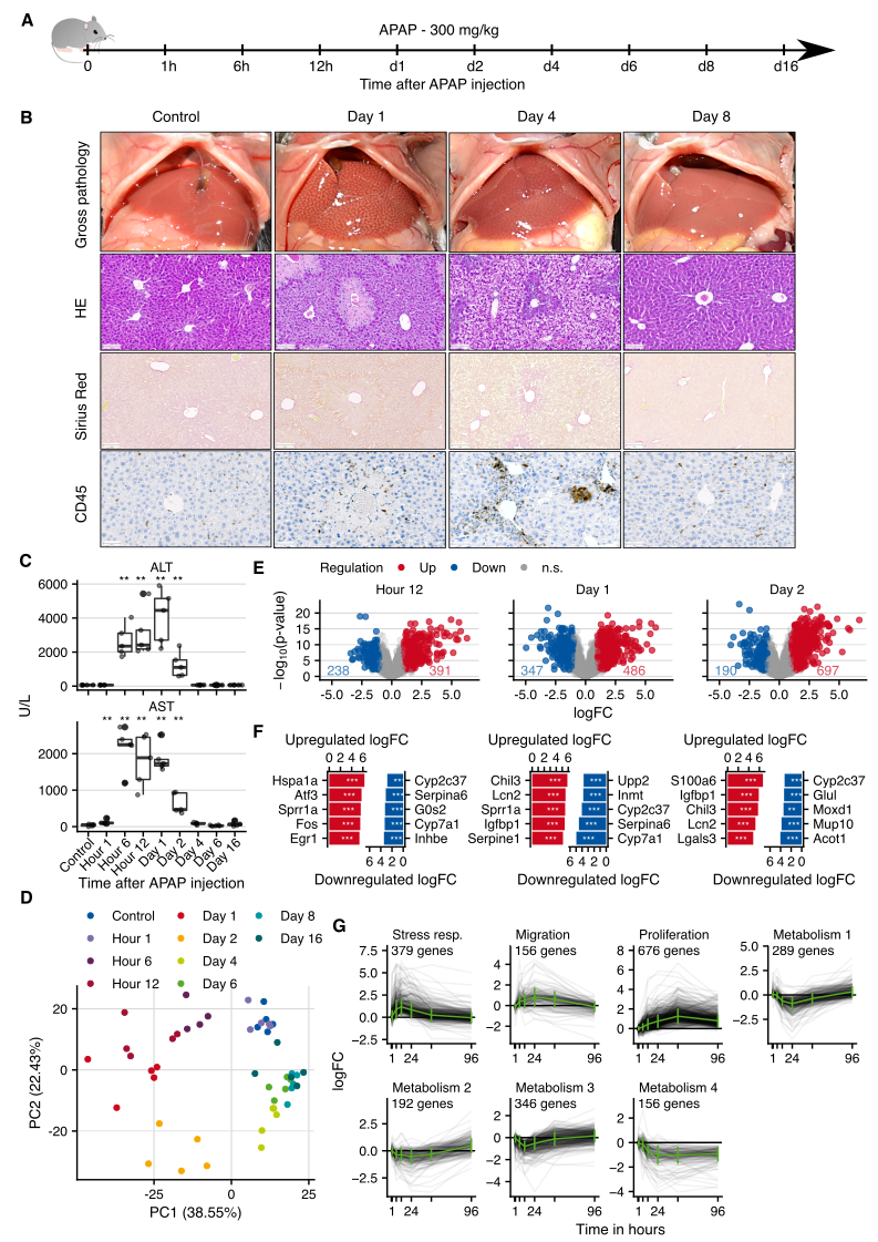 Gene expression changes in a mouse model of acute liver damage induced by administration of 300 mg/kg b.w. acetaminophen (APAP). A. Experimental design. Five mice were analyzed in each treatment group. B. Histological analyses with hematoxylin and eosin (HE) staining, lack of fibrosis visualized by Sirius red, and infiltration of immune cells by CD45 immunostaining; scale bars: 100 µm (HE; Sirius red) and 50 µm (CD45). C. Clinical chemistry of alanine transaminase (ALT) and aspartate transaminase (AST) activity in plasma. D. PCA analysis of global expression changes. E. Volcano plots of gene expression changes at 12 hours, days 1 and 2 after APAP administration. F. Genes with the highest logFCs. G. Time-resolved clustering of deregulated genes. The panels B and C were provided by Ahmed Ghallab.