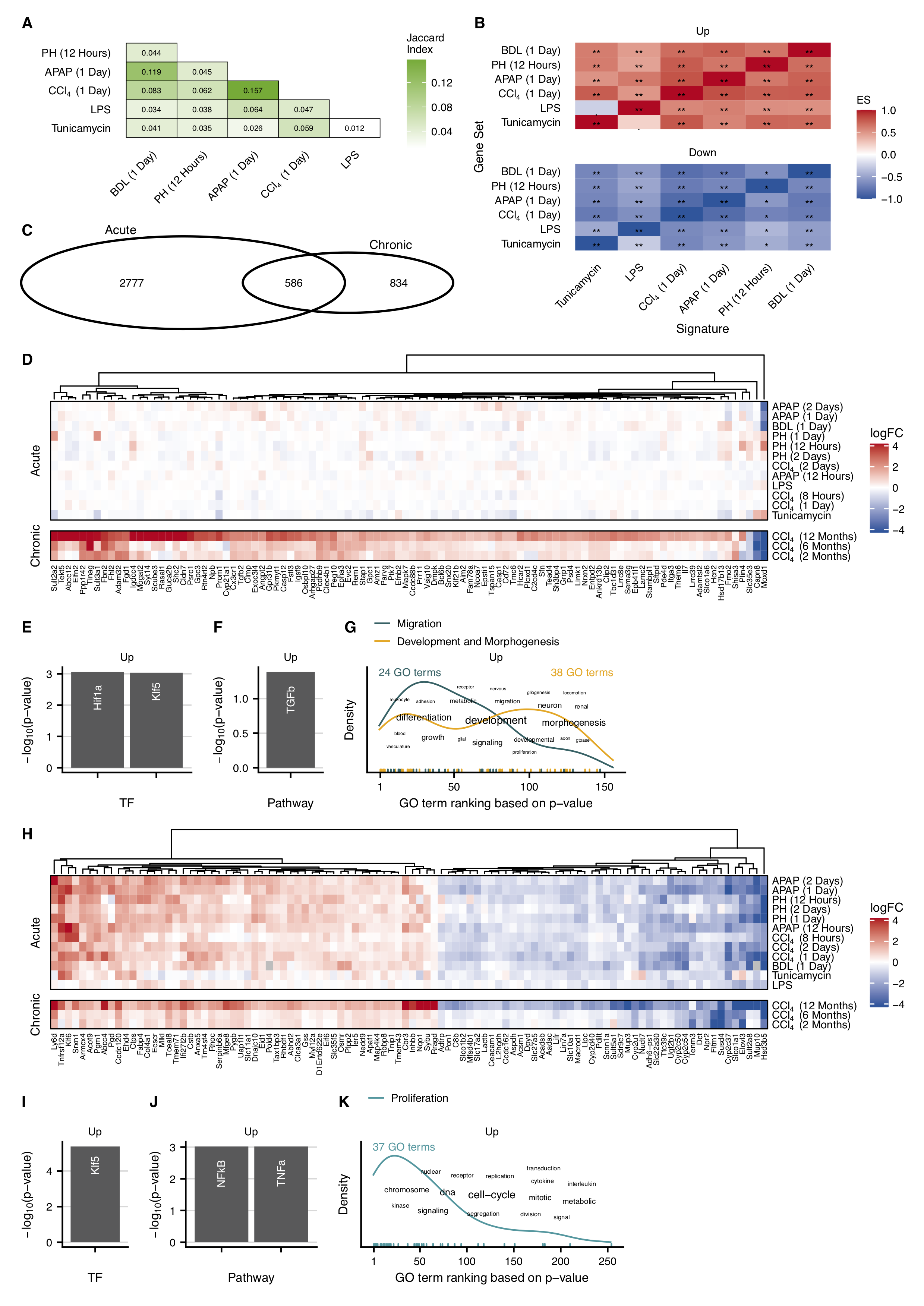 Comparison of gene expression changes in acute and chronic mouse models. A. Analysis of the similarity of the acute data sets. As a measure of similarity, the Jaccard index was calculated at the indicated time periods after the acute challenge. B. Pairwise enrichment analysis of the top 500 up- and downregulated genes (ES: enrichment score). C. Overlap of the unified acute and chronic (2, 6, and 12 months CCl~4~) genes. D. Heatmap of genes exclusively deregulated in the chronic mouse model. E-G. Overrepresented transcription factors, identified by DoRothEA (E), pathways obtained by PROGENy (F), and GO terms (G) in the upregulated exclusive chronic genes. H. Heatmap of genes commonly deregulated in the chronic and acute mouse models. I-K. DoRothEA (I), PROGENy (J), and GO (K) overrepresentation of the genes upregulated in the acute and chronic mouse models.