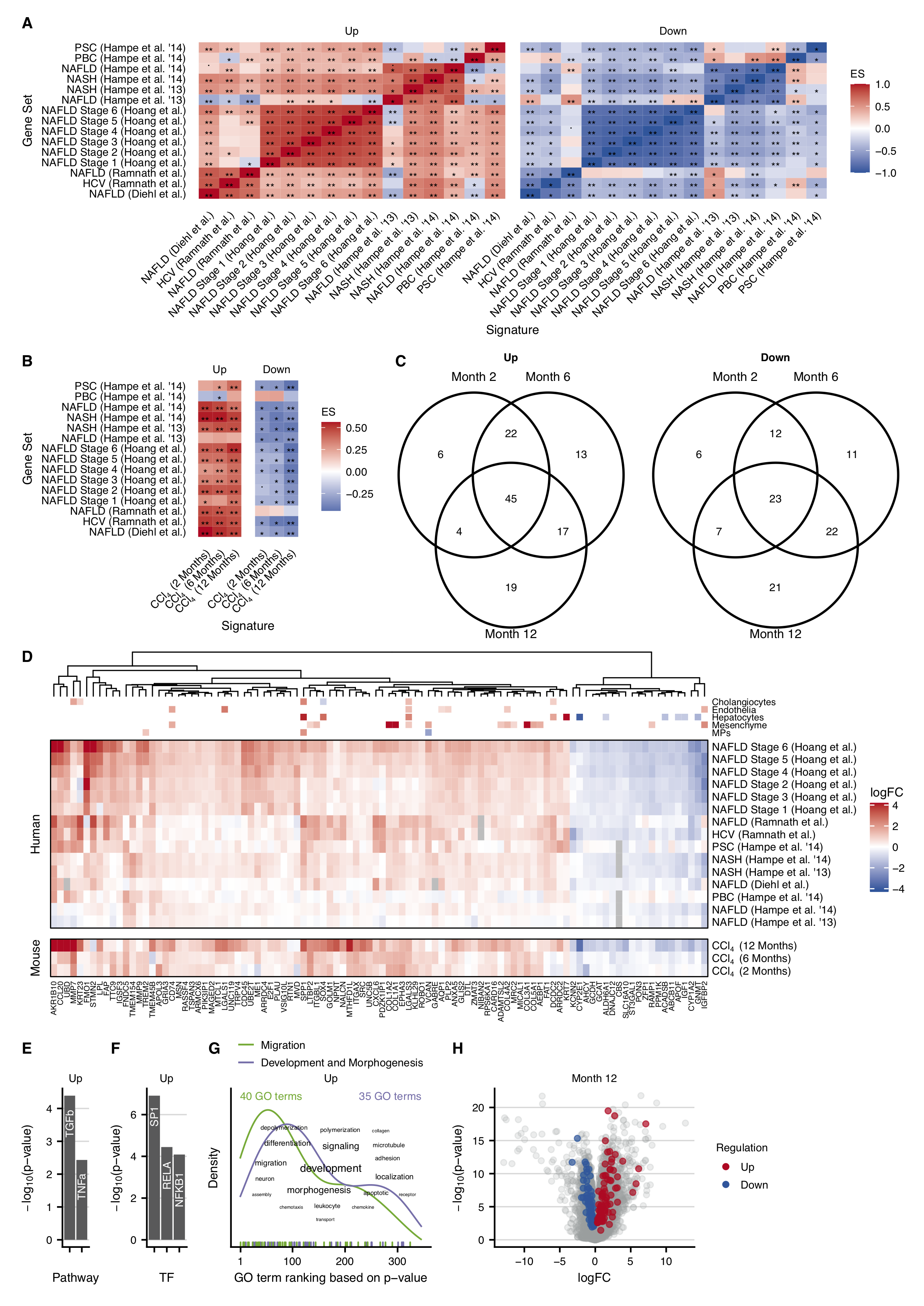 Human studies of liver disease and their similarities to the chronic CCl~4~ mouse model. A. Pairwise enrichment analysis of the top 500 up- or downregulated genes of the human studies (ES: enrichment score). B. Similarity between the human studies and the chronic CCl~4~ mouse model by pairwise enrichment analysis of the 500 top up- and downregulated genes. C. Overlaps of up- and downregulated genes in the chronic mouse model after 2, 6, and 12 months of CCl~4~ administration that are consistently regulated in the human studies. D. Heatmap of the top 100 genes consistently regulated in the human studies and in the chronic CCl~4~ mouse model. E-G. Characterization of the consistently deregulated genes in humans and mice by analysis of enriched pathways (E), transcription factors (F) and GO terms (G). H. Volcano plot of genes consistently deregulated in mouse and man (red and blue symbols) projected onto all genes deregulated in the chronic mouse model with CCl~4~ (grey symbols).