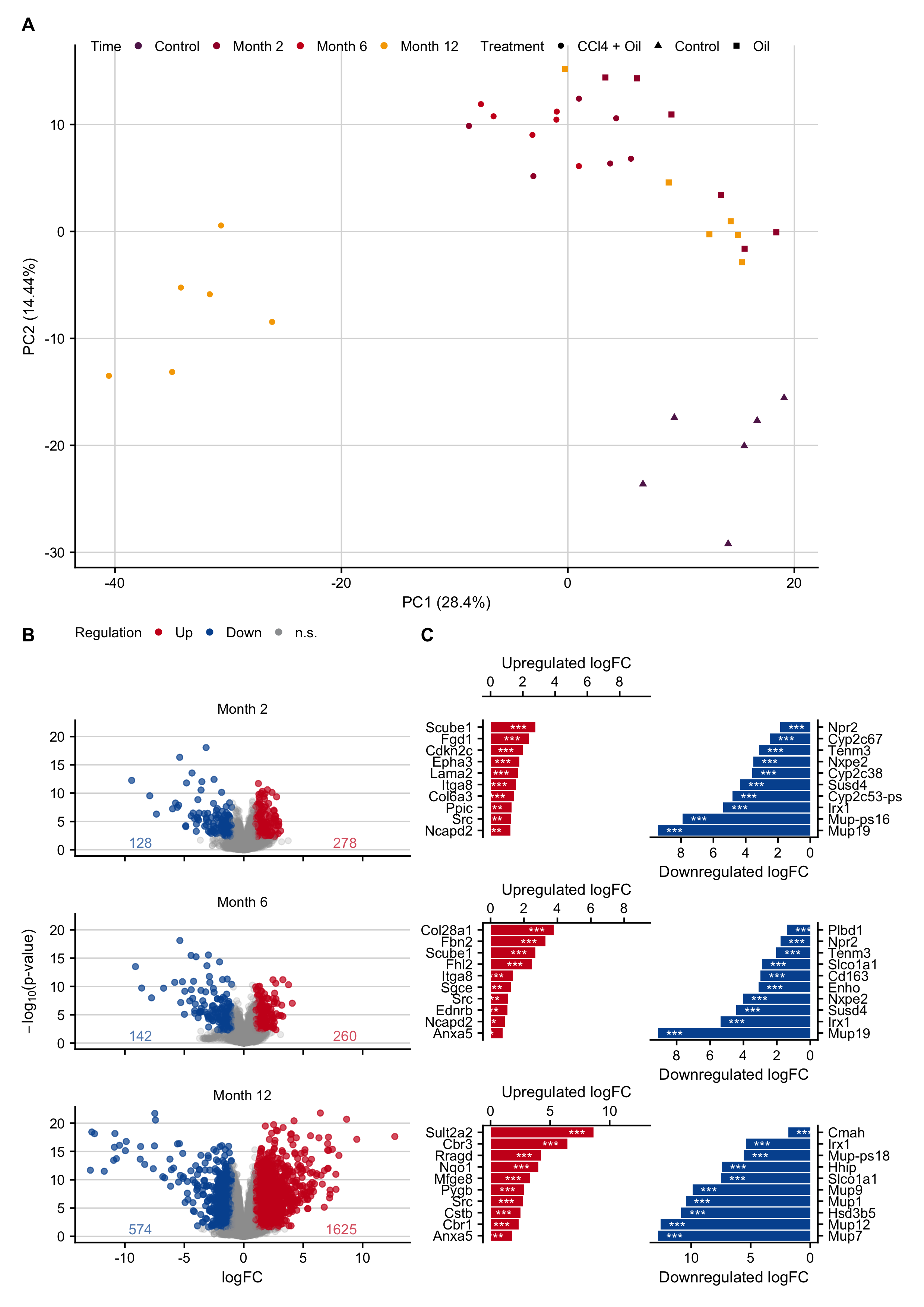 Gene expression changes after induction of chronic liver damage in mice by repeated administration of 1 g/kg b.w. CCl~4~ twice weekly for up to 12 months. A. PCA plot contextualized by time points and treatments. B. Volcano plots of months 2, 6 and 12. C. Genes with the highest log-fold changes.