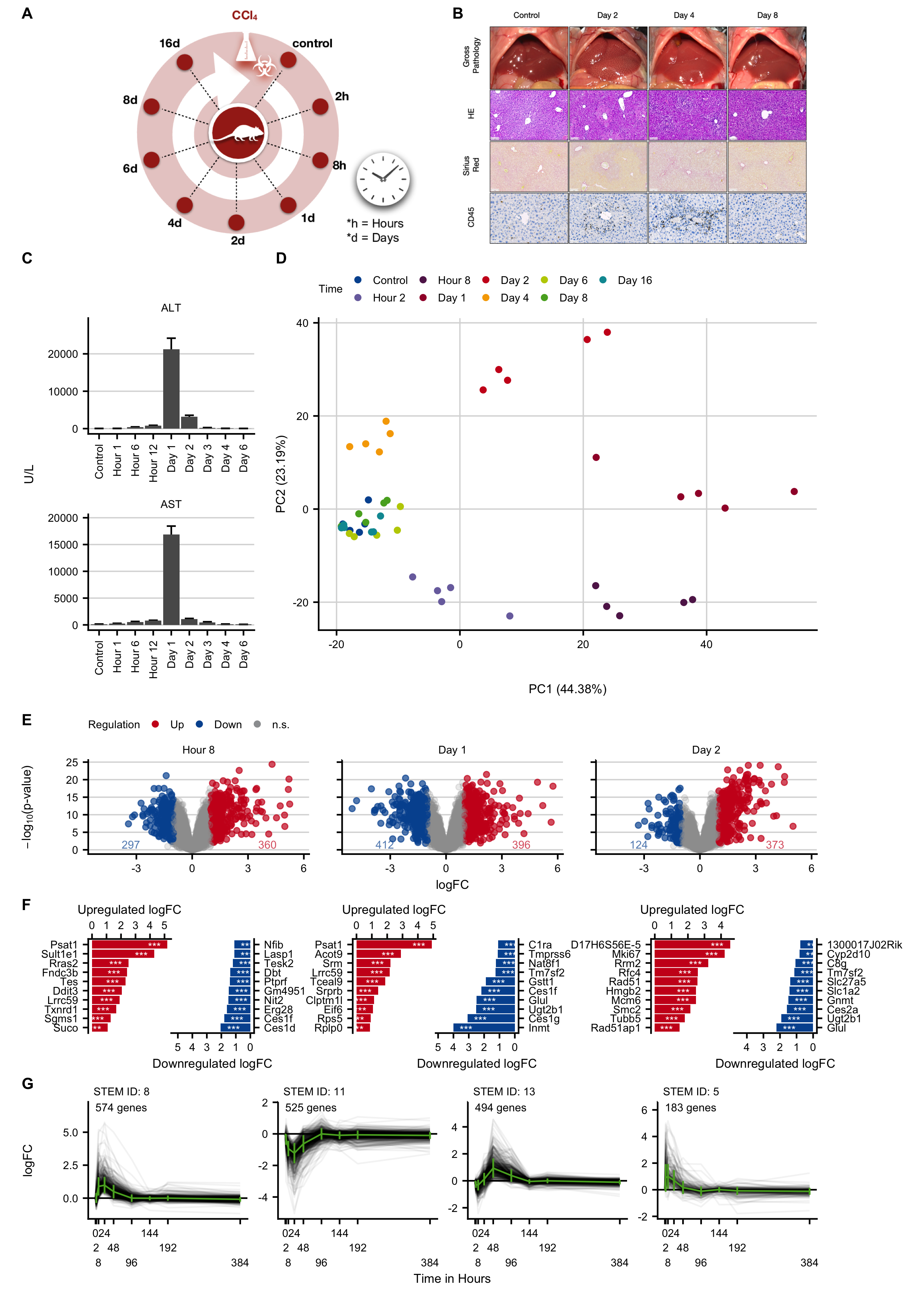 Expression changes in an acute liver damage mouse model induced by administration of a single administration of CCl~4~. A. Experimental design. B. Histological analysis with hematoxylin and eosin (HE) staining, fibrosis grade visualized by Sirius red, and infiltration of immune cells by CD45. The images show induction of pericentral liver lobule damage but without fibrosis development. Scale bars: 100 µm (HE; Sirius red) and 50 µm (CD45). C. Clinical chemistry with alanine transaminase (ALT), aspartate transaminase (AST) activities in plasma. D. PCA analysis of global expression changes. E. Volcano plots at12 hours, and on days 1 and 2 after CCl~4~ administration. F. Genes with the highest log-fold changes. G. Time-resolved clustering of deregulated genes. The panels B and C were provided by Ahmed Ghallab.