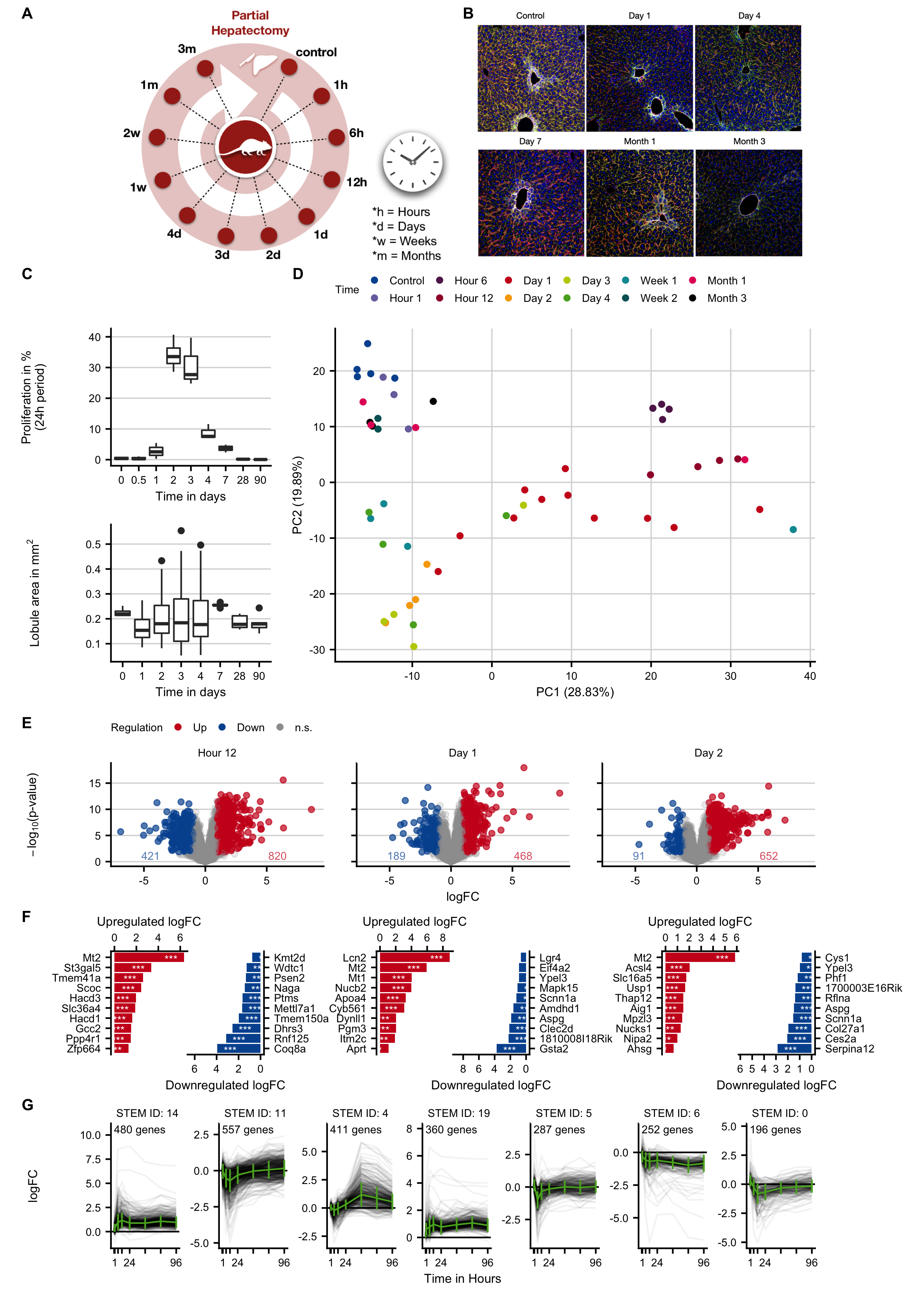 Characterization and expression changes of mouse liver tissue after two-third hepatectomy. A. Experimental design. B. Transient increase in cell proliferation after hepatectomy based on BrDU staining and lobule area at different time periods after hepatectomy. C. Tissue morphology visualized by co-staining of bile canaliculi (DPPIV; green), pericentral hepatocytes (glutamine synthetase, white) and sinusoidal endothelial cells (yellow). D. PCA analysis of global expression changes. E. Volcano plots at 12 hours, and on days 1 and 2 after partial hepatectomy. F. Genes with the highest log-fold changes. G. Time-resolved clustering of deregulated genes. The panels B and C were provided by Ahmed Ghallab.