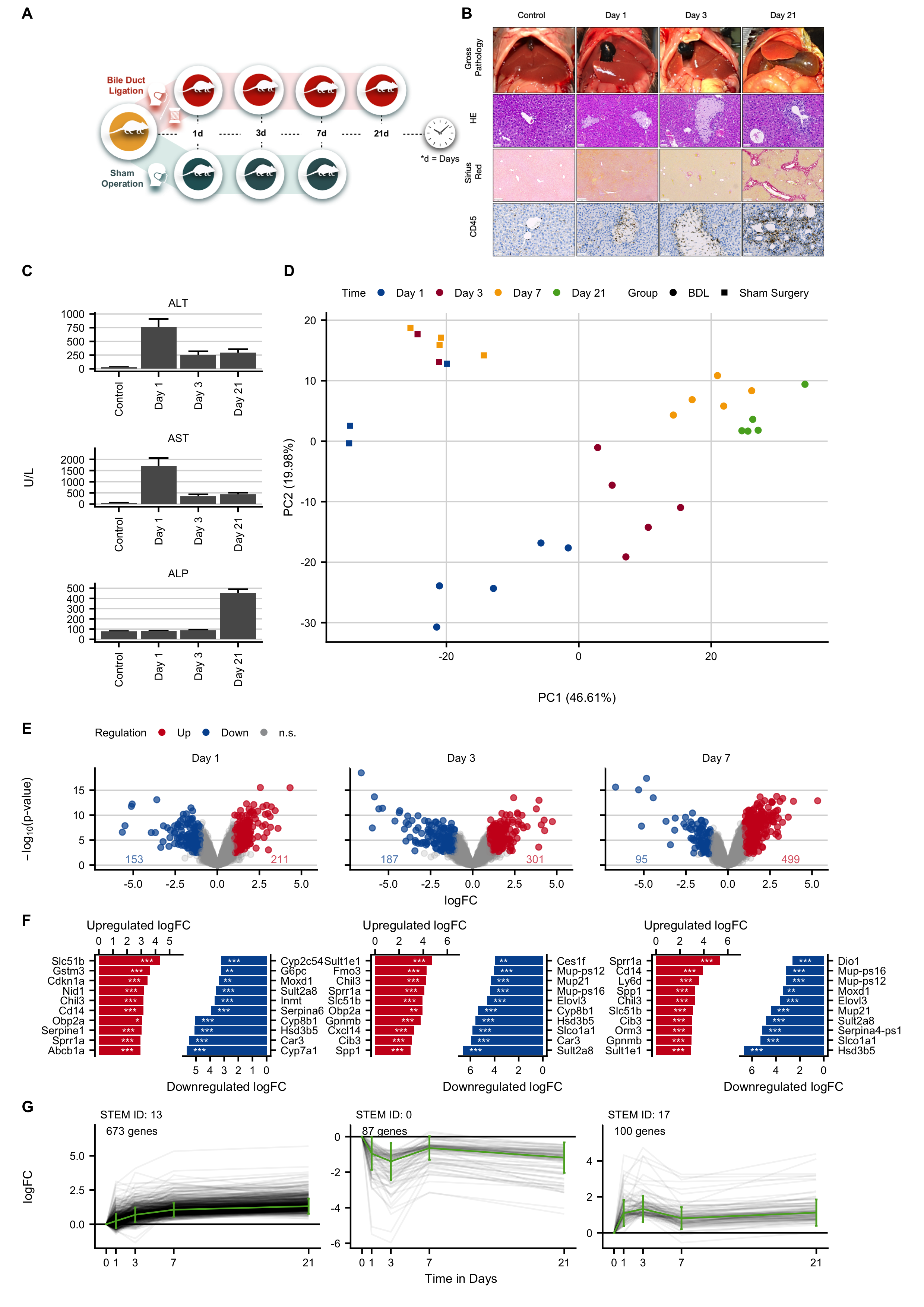 Gene expression changes at different time intervals after induction of obstructive cholestasis by bile duct ligation (BDL). A. Experimental design. B. Histological analysis with hematoxylin and eosin (HE) staining, fibrosis grade visualized by Sirius red, and infiltration of immune cells by CD45. The images show bile infarct formation on days 1 and 3, and periportal fibrosis on day 21. Scale bars: 50 µm (HE; CD45) and 200 µm (Sirius red). C. Clinical chemistry with alanine transaminase (ALT), aspartate transaminase (AST) and alkaline phosphatase activities in plasma. D. PCA analysis of global expression changes. E. Volcano plots on days 1, 3 and 7 after BDL. F. Genes with the highest log-fold changes. G. Time-resolved clustering of deregulated genes. The panels B and C were provided by Ahmed Ghallab.